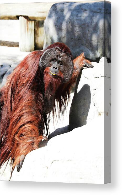 Orangutan Canvas Print featuring the photograph Orang LP 32A by Sally Fuller