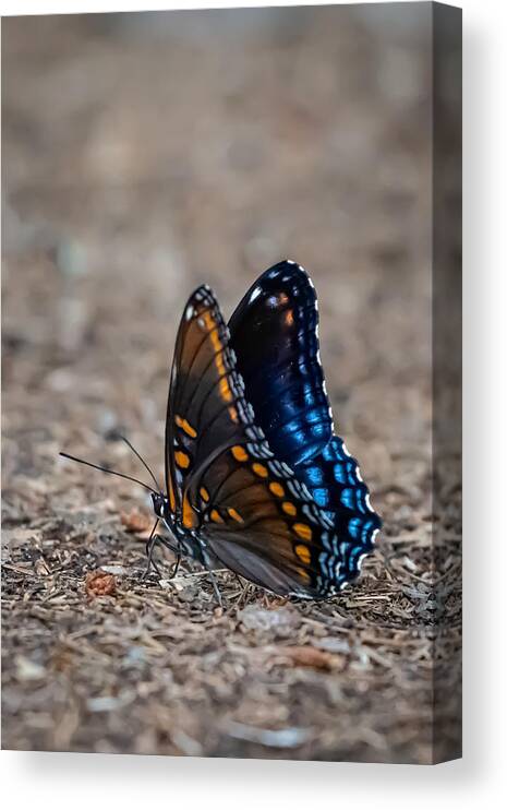 Insect Canvas Print featuring the photograph Orange-spotted Blue Butterfly by Linda Bonaccorsi