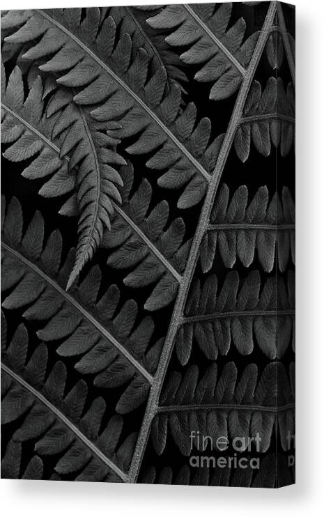 Botanical Wall Art Canvas Print featuring the photograph Ostrich Fern Fronds PL10649 by Mark Graf