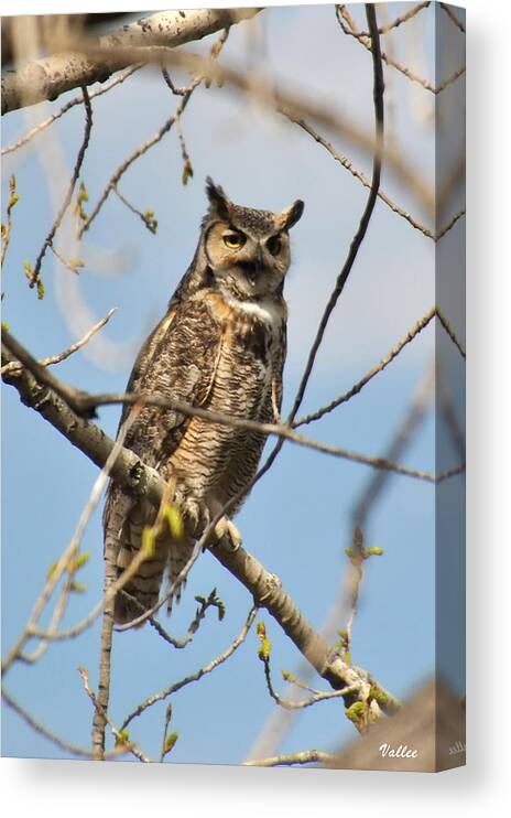 Nature Canvas Print featuring the photograph Owl Attitude by Vallee Johnson