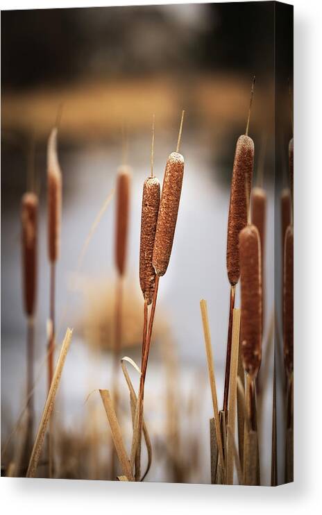 Cattails Canvas Print featuring the photograph Paired Up - intertwined pair of cattails by Peter Herman