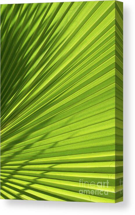 Palm Leaf Canvas Print featuring the photograph Palm leaf with light and shadow 1 by Adriana Mueller