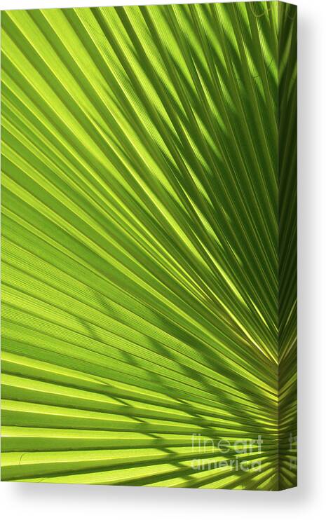 Palm Leaf Canvas Print featuring the photograph Palm leaf with light and shadow 2 by Adriana Mueller