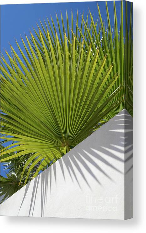 Palm Leaf Canvas Print featuring the photograph Green palm leaves, blue sky and white wall of a modern finca 2 by Adriana Mueller