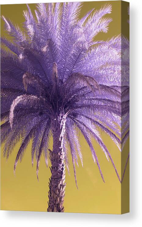 Palm Canvas Print featuring the photograph Palm Tree by Carolyn Hutchins