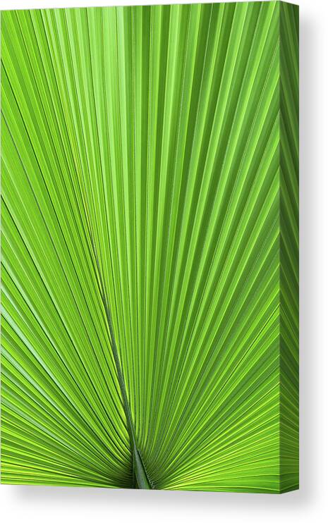 Palm Canvas Print featuring the photograph Palm Tree Green Leaf Natural Pattern by Artur Bogacki