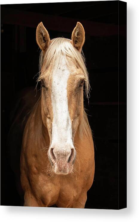 Animal Canvas Print featuring the photograph Palomino on Black by Kristia Adams