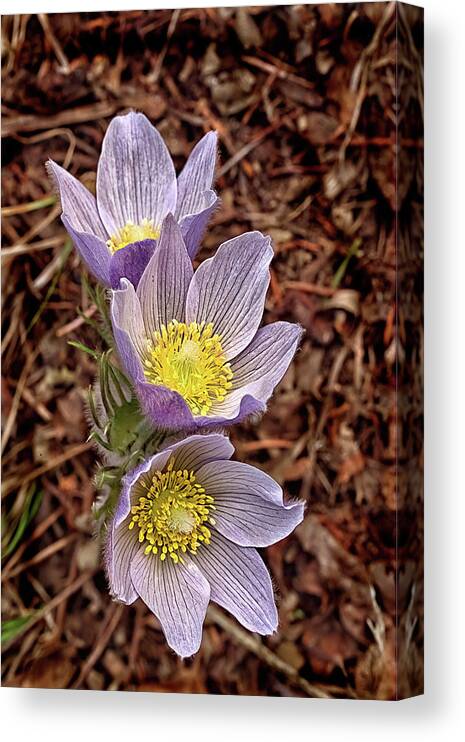 Flowers Canvas Print featuring the photograph Pasque Flowers by Bob Falcone