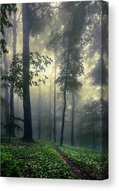 Balkan Mountains Canvas Print featuring the photograph Path In the Mist by Evgeni Dinev
