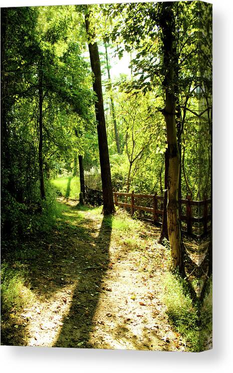 Trees Canvas Print featuring the photograph Path out of Summer by Christopher Reed