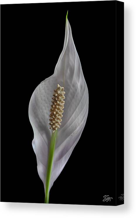 Peace Lily Canvas Print featuring the photograph Peace Lily 2 by Endre Balogh