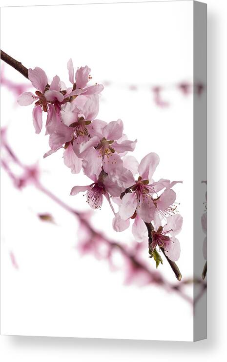 Bud Canvas Print featuring the photograph Peach Blossoms by Ian Gwinn