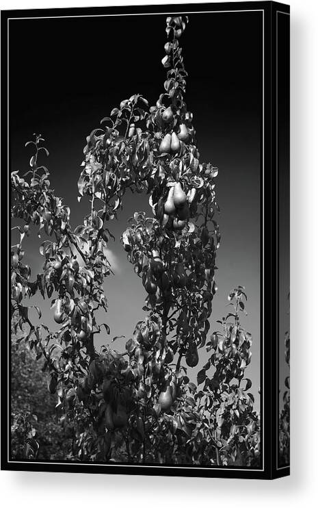Tree Canvas Print featuring the photograph Pear Tree Monochrome by Jeff Townsend