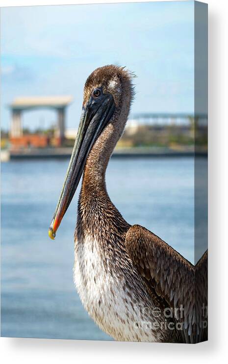 Pelican Canvas Print featuring the photograph Pelican in Downtown Pensacola, Florida by Beachtown Views