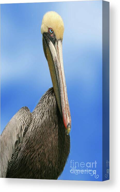Nature Canvas Print featuring the photograph Pelican Portrait by Mariarosa Rockefeller