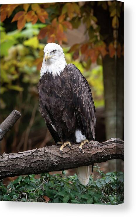 Autumn Canvas Print featuring the photograph Perched With Color by Ed Taylor