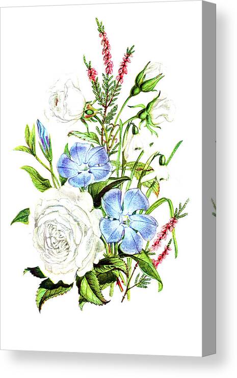 Periwinkle Canvas Print featuring the drawing Periwinkle, Snowdrop, White Rose and Common Heath by Mango Art