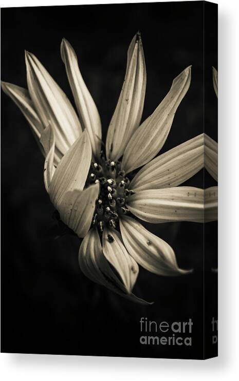 Flower Canvas Print featuring the photograph Petal winds by Jorgo Photography