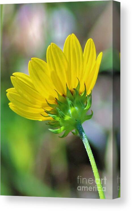 Flower Canvas Print featuring the photograph Petals in Yellow by Joanne Carey