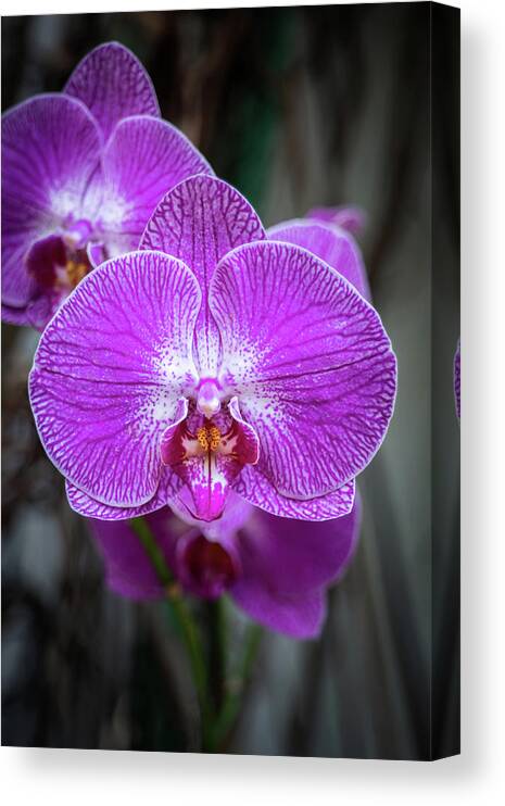Purple Canvas Print featuring the photograph Phalaenopsis Orchid Purple Flower by Artur Bogacki