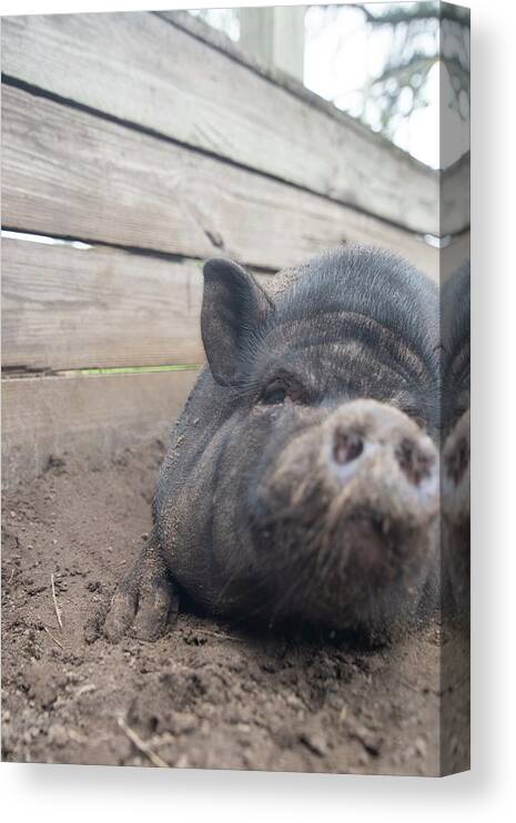 Dade City Canvas Print featuring the photograph pig by Dmdcreative Photography