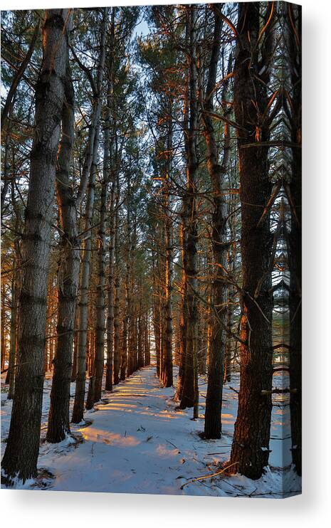Nature Canvas Print featuring the photograph Pine Fortress by AJ Dahm