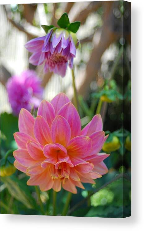 Dahlia Canvas Print featuring the photograph Pink and Yellow Dahlias 1 by Amy Fose