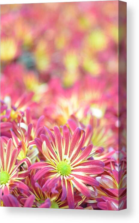 Daisy Canvas Print featuring the photograph Pink and Yellow Daisies 1 by Amy Fose