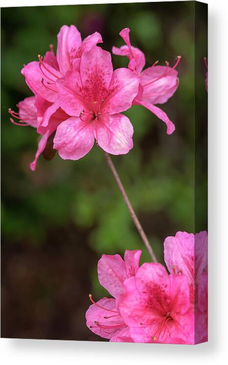 Flower Canvas Print featuring the photograph Pink Azaleas by Dawn Cavalieri