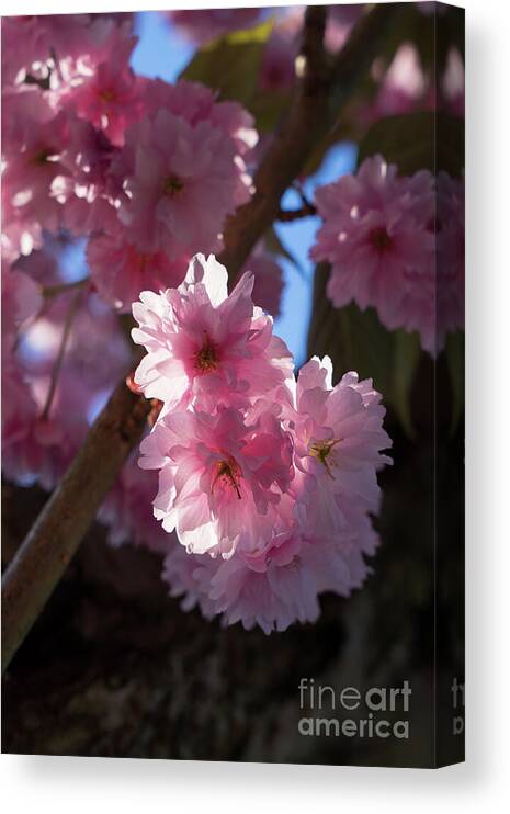 Cherry Blossom Canvas Print featuring the photograph Pink blossoms of an ornamental cherry in spring 1 by Adriana Mueller