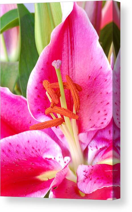 Lily Canvas Print featuring the photograph Pink Lily 2 by Amy Fose