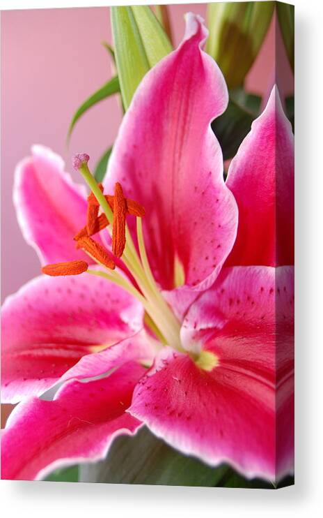 Lily Canvas Print featuring the photograph Pink Lily 7 by Amy Fose