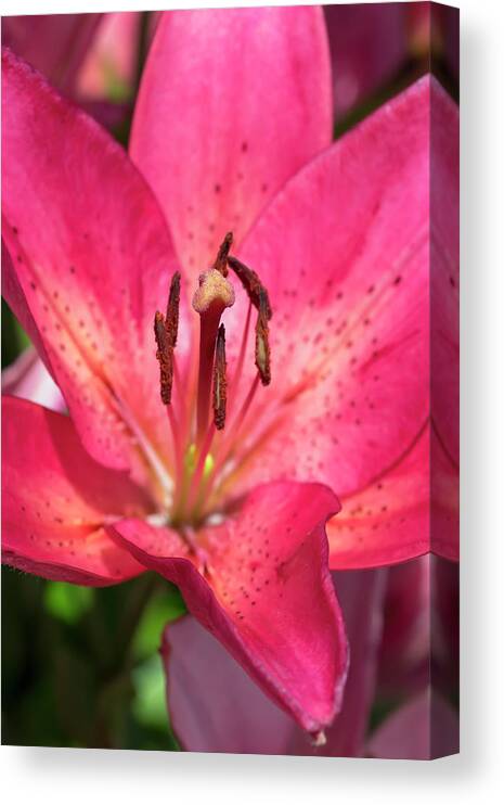 Flower Canvas Print featuring the photograph Pink Longiflorum-Asiatic Lily by Dawn Cavalieri