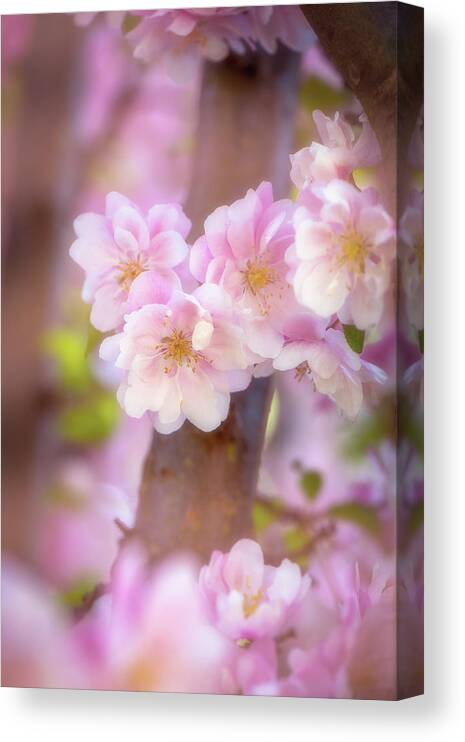 Flowers Canvas Print featuring the photograph Pink Serenade by Philippe Sainte-Laudy