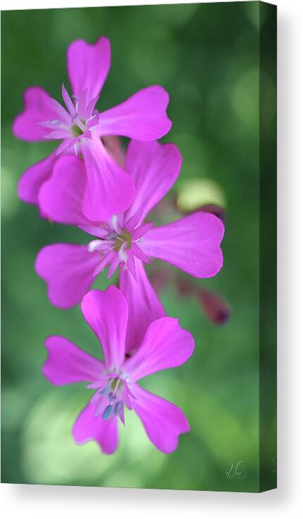Pink Canvas Print featuring the photograph Pink Spinning Flowers by D Lee