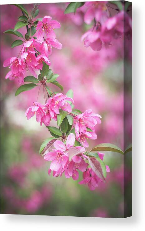 Dupage County Canvas Print featuring the photograph Pink Spring Crabapple Blossoms 3 by Joni Eskridge
