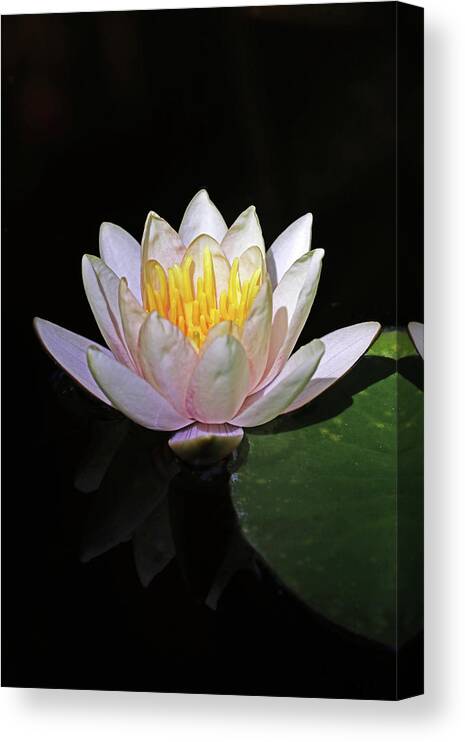 Lilies Canvas Print featuring the photograph Pink Water Lily by Debbie Oppermann