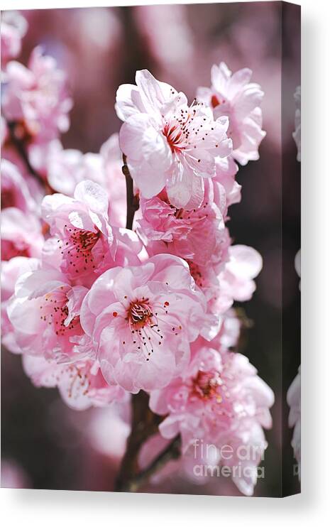 Prunus Blossom Canvas Print featuring the photograph Pinks of Blossom Prunus by Joy Watson