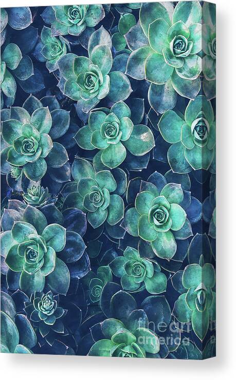 Plants Canvas Print featuring the photograph Plants of Blue And Green by Phil Perkins