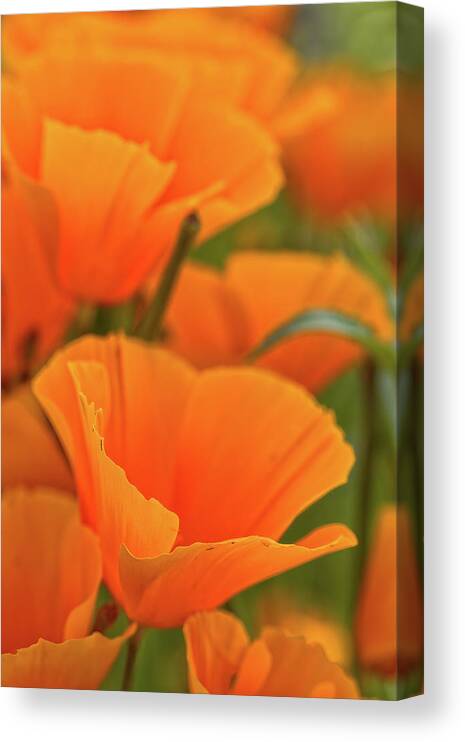 Mexican Poppies Canvas Print featuring the photograph Poppies by Bob Falcone