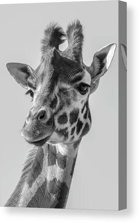 Giraffe Canvas Print featuring the digital art Portrait Giraffe In Black White by Marjolein Van Middelkoop