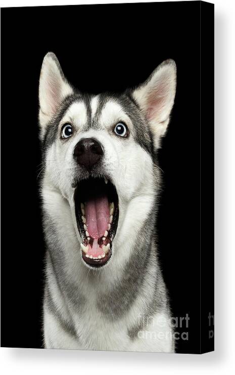 Dog Canvas Print featuring the photograph Portrait of Amazement Siberian Husky by Sergey Taran