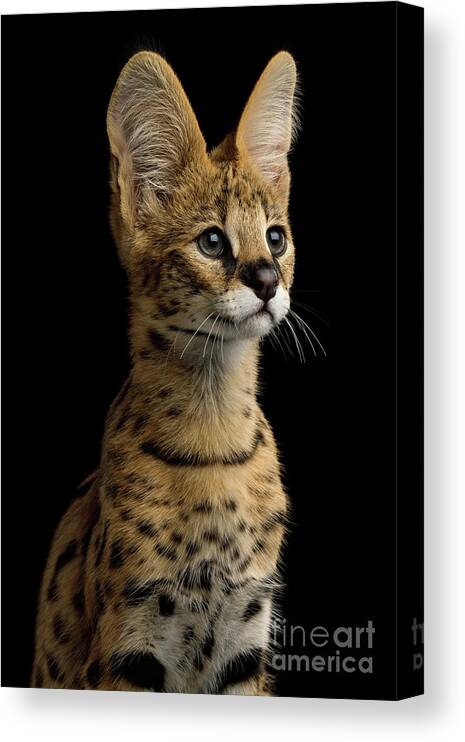 Portrait Canvas Print featuring the photograph Portrait of serval by Sergey Taran