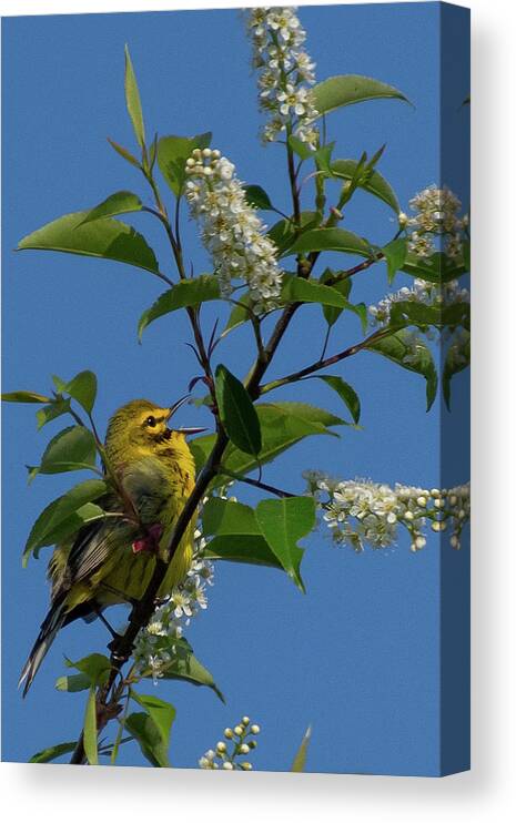 Prairie Warbler Canvas Print featuring the photograph Prairie Warbler in Spring Song by Cascade Colors