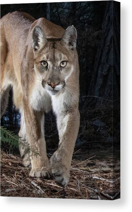 Puma Canvas Print featuring the photograph Puma Concolor by Randy Robbins