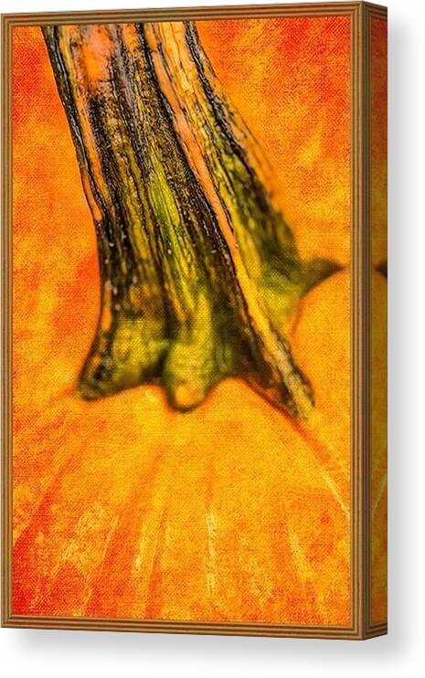 Pumpkin Canvas Print featuring the painting Pumpkin Stalk by Juliette Becker