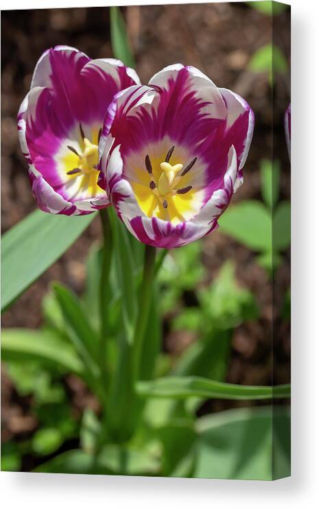 Flower Canvas Print featuring the photograph Purple-and-White Rembrandt Tulips 2 by Dawn Cavalieri