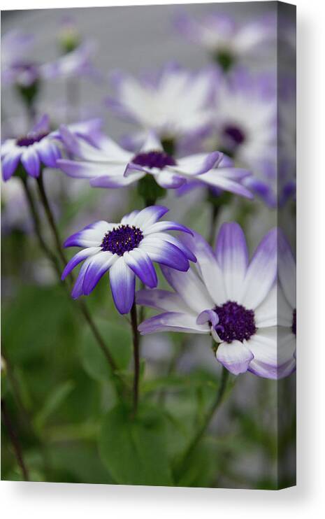 Flowers Canvas Print featuring the photograph Purple Daisies by Denise Kopko