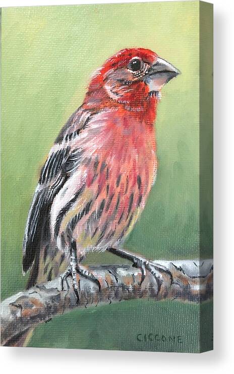 Bird Canvas Print featuring the painting Purple Finch by Jill Ciccone Pike