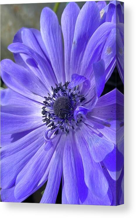 Flowers Canvas Print featuring the photograph Purple Majesty by Daniele Smith